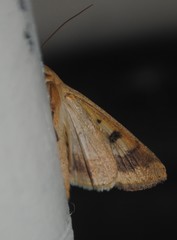 Helicoverpa zea