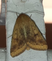 Helicoverpa zea
