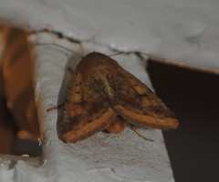 Helicoverpa zea