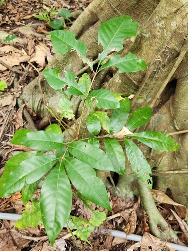 Aglaia rimosa (Aglaia rimosa)