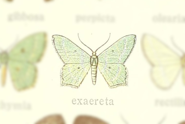 Cyclothea exaereta