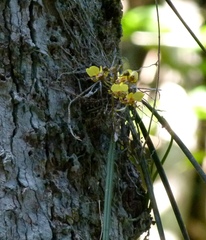 Trichocentrum ascendens