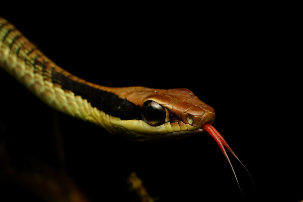 Vogel's Bronzeback