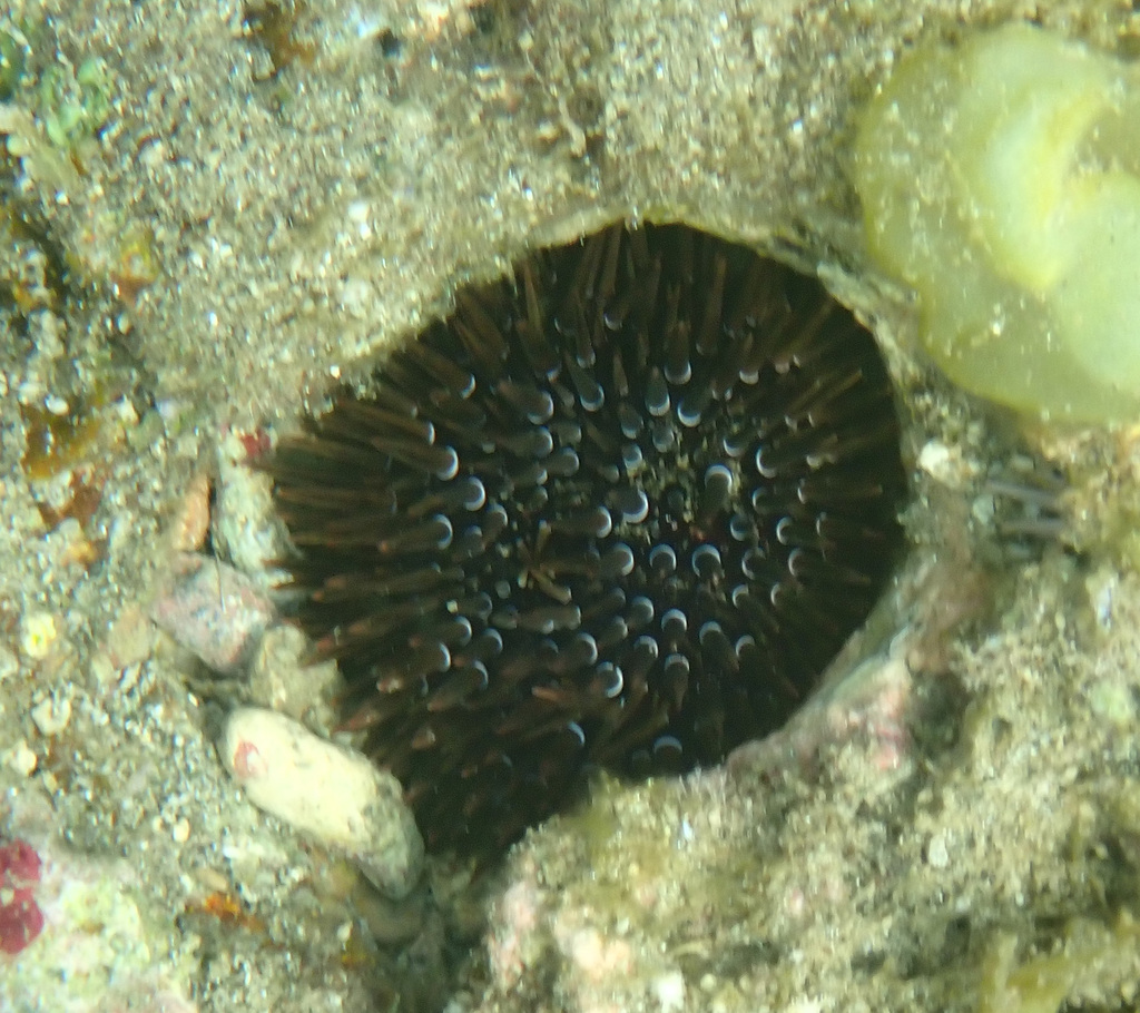 Rock-boring urchin