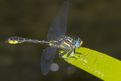 Hylogomphus apomyius