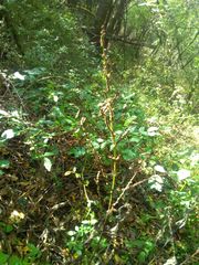 Boehmeria cylindrica