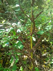 Boehmeria cylindrica