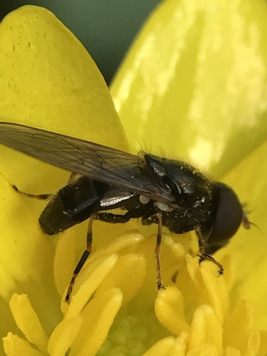 Parsley Blacklet, Almere, Flevoland, Netherlands, photo 6 of 10