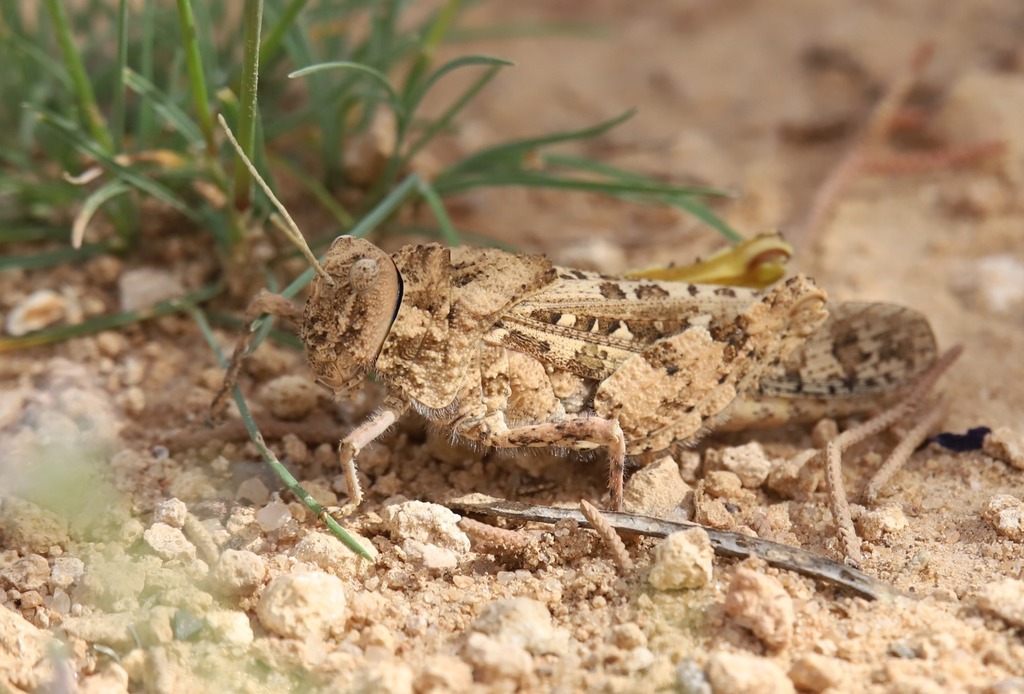 Tmethis pulchripennis