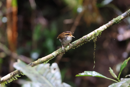 Bornean Stubtail (Urosphena whiteheadi), photo 9