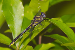 Hylogomphus apomyius