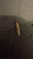 Limoniidae