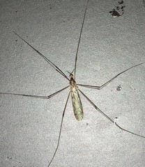 Limoniidae