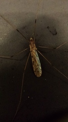 Limoniidae