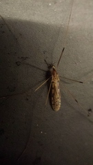 Limoniidae