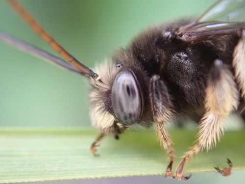 Two-spotted Longhorn Bee