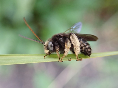 Two-spotted Longhorn Bee (Melissodes bimaculatus), a species recorded in Florida