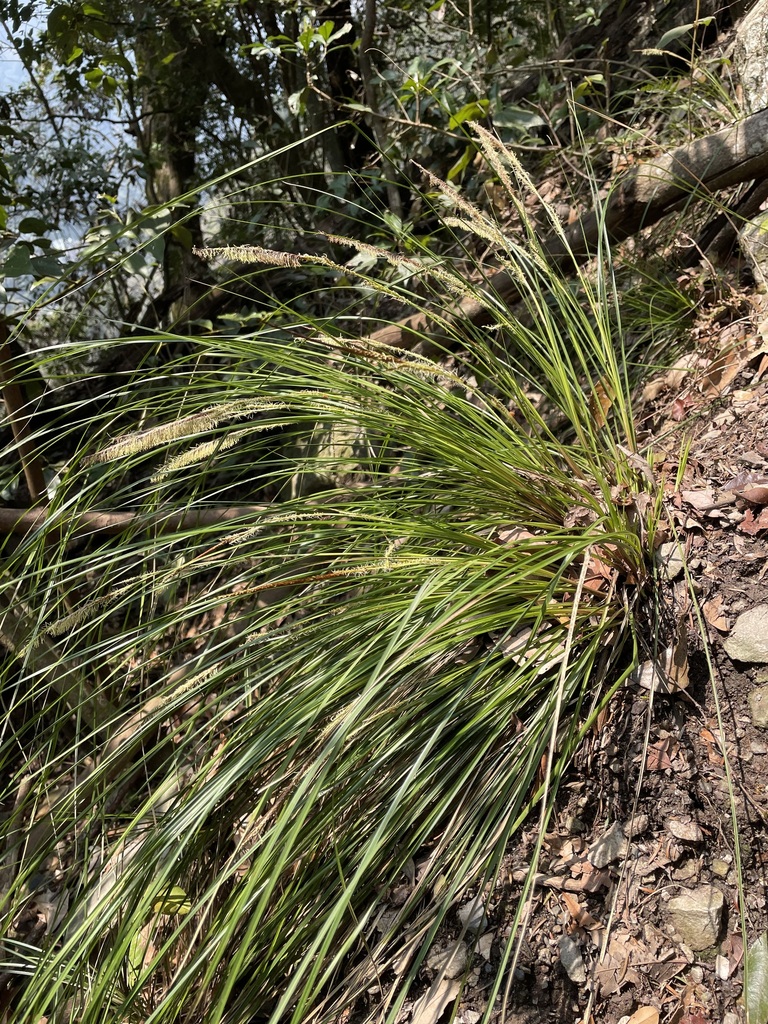 Carex makinoensis