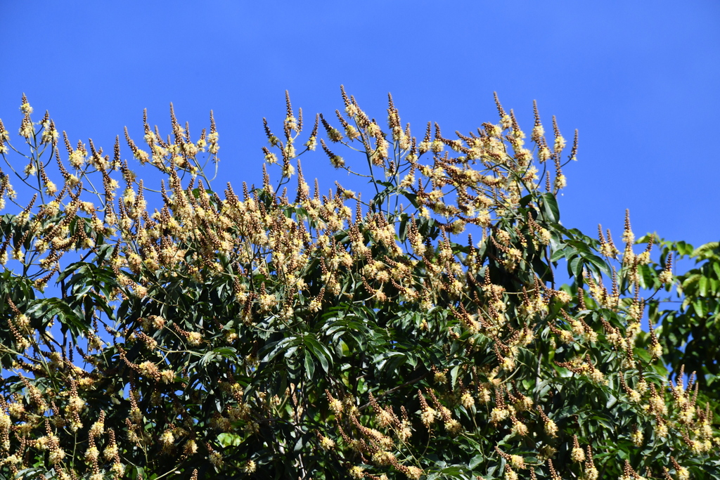 Tachigali paniculata