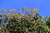 Tachigali paniculata - Photo (c) Florence Le Strat, algunos derechos reservados (CC BY-NC), subido por Florence Le Strat