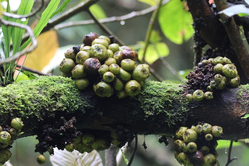 Ficus satterthwaitei