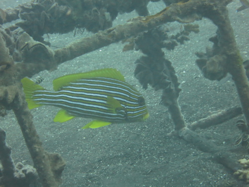 Plectorhinchus polytaenia