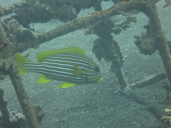 Plectorhinchus polytaenia