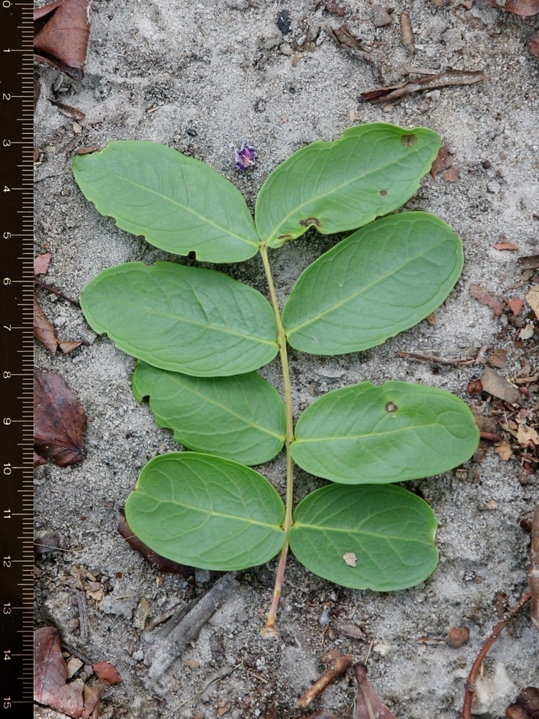 Callisthene mollissima