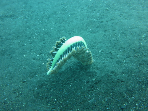 Pteroeides argenteum