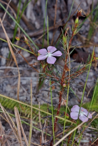 Sauvagesia linearifolia
