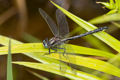 Phanogomphus borealis