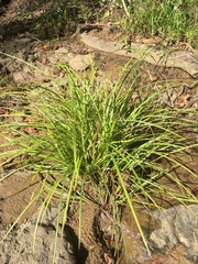 Carex communis