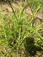 Carex communis