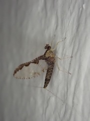 Callibaetis pretiosus