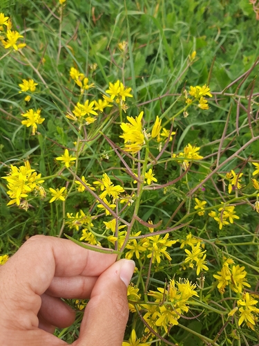 Foto de Cavalinha