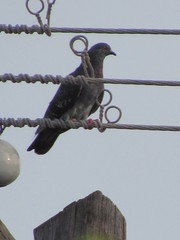 Columba livia