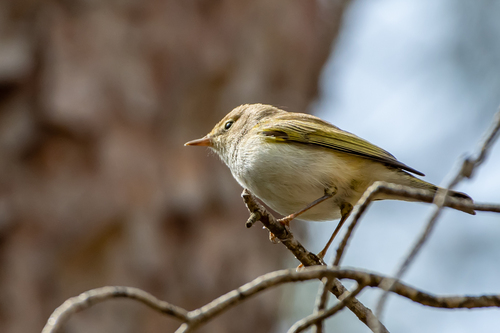 Mosquitero papialbo (Phylloscopus bonelli)