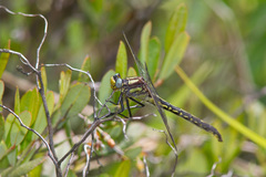Phanogomphus borealis