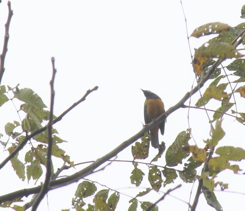 Orange-bellied Leafbird