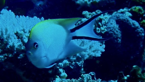 Genicanthus melanospilos