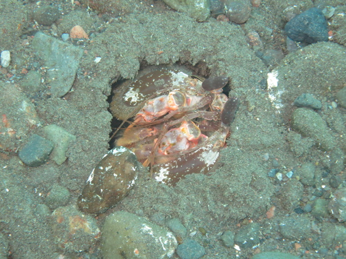 Lysiosquilla lisa