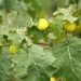 Solanum myriacanthum - Photo (c) thelittleman, osa oikeuksista pidätetään (CC BY-NC), uploaded by thelittleman