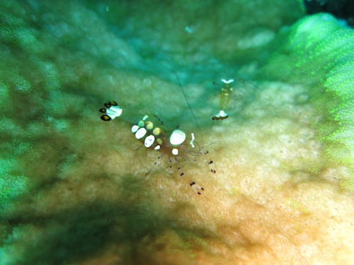 Ancylocaris brevicarpalis
