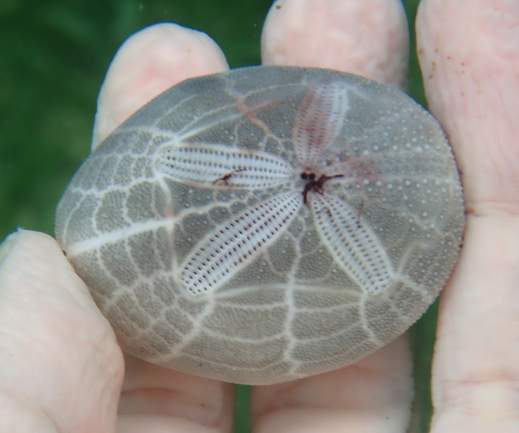 Mauve Heart Urchin