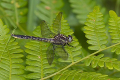 Phanogomphus borealis