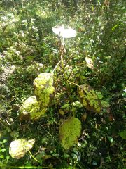 Boehmeria cylindrica