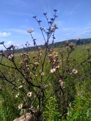 Vernonia fasciculata