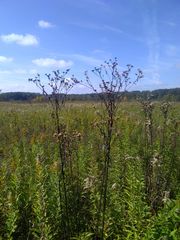 Vernonia fasciculata