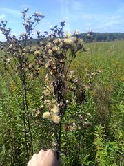 Vernonia fasciculata