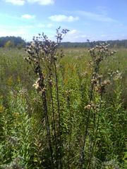 Vernonia fasciculata